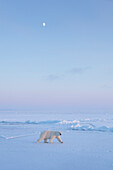 Polar Bear (Ursus maritimus) on ice with moon in late winter, Svalbard, Spitsbergen, Norway