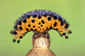 Royal Flycatcher (Onychorhynchus coronatus) in defensive posture, Santa Rosa National Park, Costa Rica