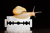 Brown Lipped Snail (Cepaea nemoralis) crawling over razor blade, protected by its mucus, Germany