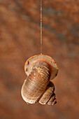 Land Snail (Chondropoma sp) hanging in cave from mucus string, Cuba