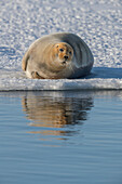 Bearded Seal (Erignathus barbatus) on ice floe, Svalbard, Spitsbergen, Norway