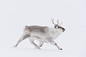 Svalbard Reindeer (Rangifer tarandus platyrhynchus) male running in snow, Svalbard, Spitsbergen, Norway