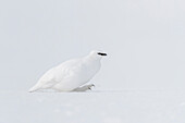 Rock Ptarmigan (Lagopus muta) in winter, Svalbard, Spitsbergen, Norway