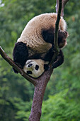 Giant Panda (Ailuropoda melanoleuca) playing in tree, China