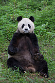 Giant Panda (Ailuropoda melanoleuca), China
