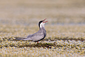 Whiskered Tern (Chlidonias hybrida) calling on newly built nest, Danube Delta, Romania