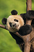 Giant Panda (Ailuropoda melanoleuca) in tree, China