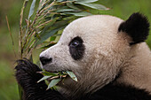 Giant Panda (Ailuropoda melanoleuca) feeding on bamboo, China