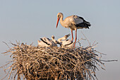 White Stork (Ciconia ciconia) parent with chicks on nest, Danube Delta, Romania