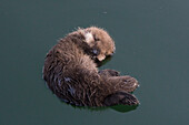 Sea Otter (Enhydra lutris) three day old pup, Monterey Bay, California