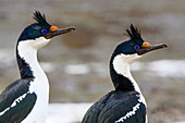 Blue-eyed Cormorant (Phalacrocorax atriceps) pair, Sea Lion Island, Falkland Islands