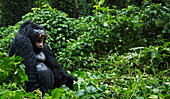 Mountain Gorilla (Gorilla gorilla beringei) silverback in defensive display, Virunga National Park, Democratic Republic of the Congo