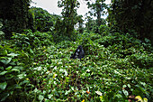 Mountain Gorilla (Gorilla gorilla beringei) silverback in rainforest, Virunga National Park, Democratic Republic of the Congo