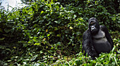 Mountain Gorilla (Gorilla gorilla beringei) silverback in rainforest, Virunga National Park, Democratic Republic of the Congo