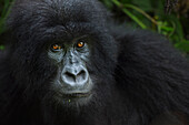 Mountain Gorilla (Gorilla gorilla beringei) female, Virunga National Park, Democratic Republic of the Congo