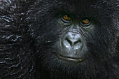 Mountain Gorilla (Gorilla gorilla beringei) juvenile, Virunga National Park, Democratic Republic of the Congo