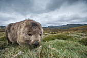 Common Wombat (Vombatus ursinus) foraging, Cradle Mountain-Lake Saint Clair National Park, Tasmania, Australia
