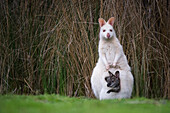 Red-necked Wallaby (Macropus rufogriseus), white-morph mother, with brown joey, Bruny Island, Tasmania, Australia