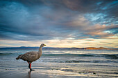 Cape Barren Goose (Cereopsis novaehollandiae) on beach, Maria Island National Park, Tasmania, Australia