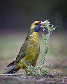 Green Rosella (Platycercus caledonicus) feeding on flower, Maria Island National Park, Tasmania, Australia