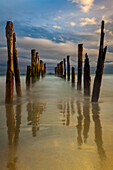 Old wharf pilings, Dunedin, Otago, South Island, New Zealand