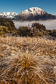 Frosted tussock grass, Waimakariri River, Mount Cass, Canterbury, South Island, New Zealand