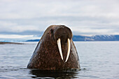 Walrus (Odobenus rosmarus) at surface, Svalbard, Norway