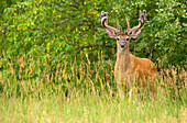 White-tailed Deer (Odocoileus virginianus) buck in velvet, North America