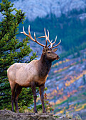 Elk (Cervus elaphus) bull, North America
