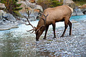 Elk (Cervus elaphus) bull drinking, North America