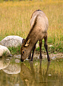 Elk (Cervus elaphus) calf drinking, North America