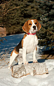 Beagle (Canis familiaris) in snow