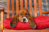 Basset Hound (Canis familiaris) puppy on chair
