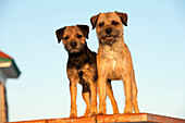 Border Terrier (Canis familiaris) male and female