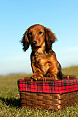 Miniature Long Haired Dachshund (Canis familiaris) puppy
