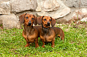 Miniature Smooth Dachshund (Canis familiaris) male and female