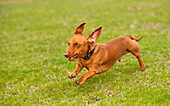 Miniature Smooth Dachshund (Canis familiaris) running