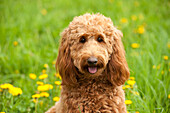 Goldendoodle (Canis familiaris)