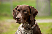 German Shorthaired Pointer (Canis familiaris) male