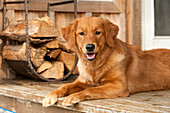 Golden Retriever (Canis familiaris) female