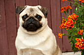 Pug (Canis familiaris) juvenile female