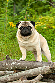 Pug (Canis familiaris) male