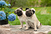 Pug (Canis familiaris) females