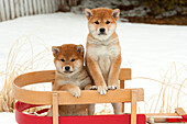 Shiba Inu (Canis familiaris) puppies