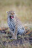 Leopard (Panthera pardus) female snarling, Masai Mara, Kenya