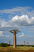 Baobab (Adansonia sp) trees, Morondava, Madagascar