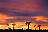 Baobab (Adansonia sp) trees silhouetted at sunset, Morondava, Madagascar