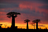 Baobab (Adansonia sp) trees silhouetted at sunset, Morondava, Madagascar