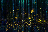 Japanese Firefly (Luciola cruciata) group lighting up at night in forest, Shikoku, Japan