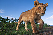 African Lion (Panthera leo) cub, ten months old, Masai Mara, Kenya
